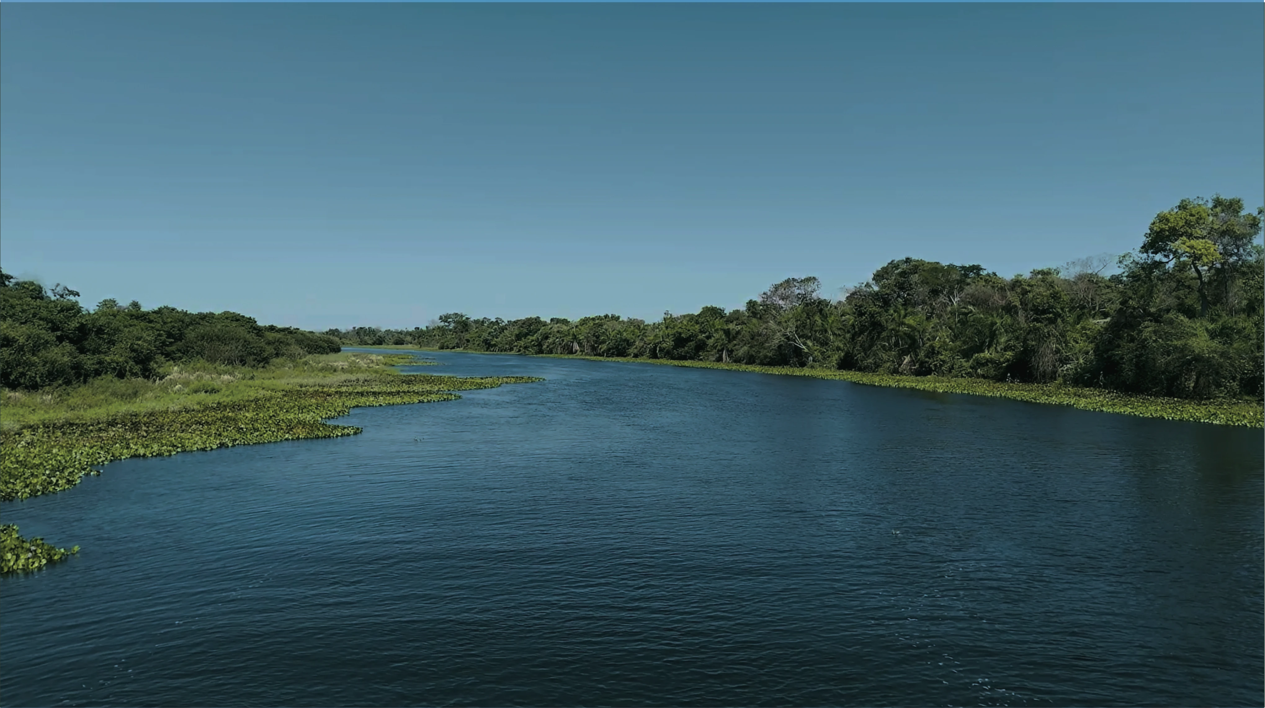 Protect <strong>Wildlife</strong> in Brazil